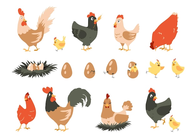 Vector cartoon chicken cute domestic farm animals hen incubates chicks in nest stages sequence of bird hatching from egg funny rooster walks around yard vector poultry activities set