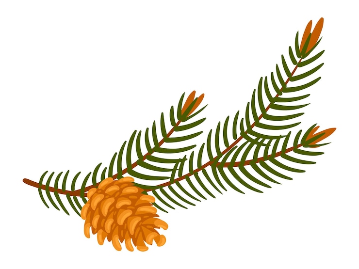 Vector cartoon christmas spruce evergreen spruce branch with fir cone traditional winter holidays decoration merry christmas flat vector illustration