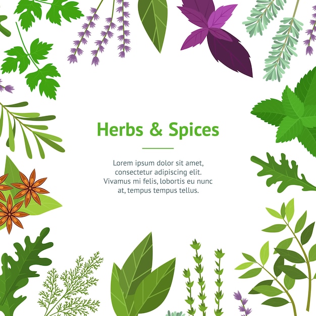 Cartoon Color Herbs Spices Card Aroma and Flavor Ingredient of Food Concept Flat Design Style Vector illustration of Condiments