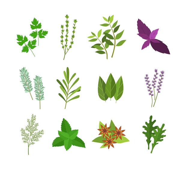 Vector cartoon color herbs spices set vector