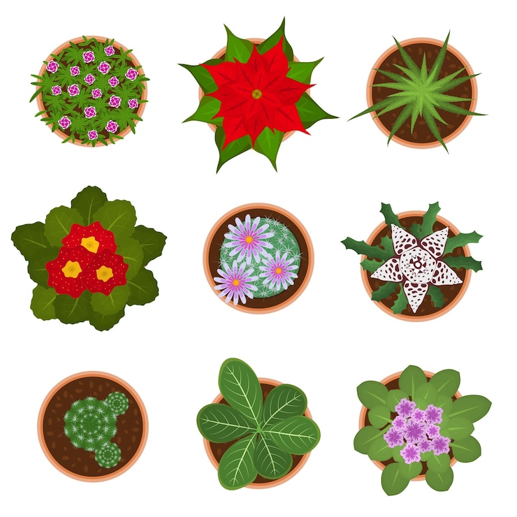 Vector cartoon color home plant top view icon set vector