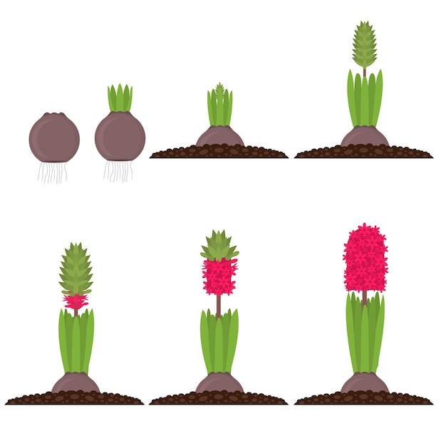 Cartoon Color Phases Plant Growth Set Development Concept Element Flat Design Style Vector illustration of Icon Growing Hyacinth