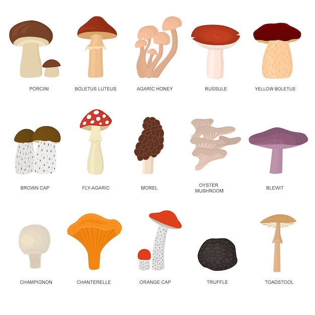 Set di funghi velenosi e commestibili a colori di cartoni animati include toadstool e truffle flat design style vector illustration