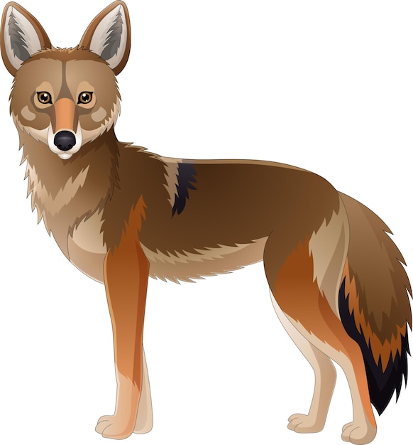 Vector cartoon coyote on white background