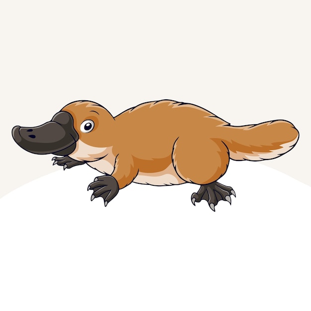 Vector cartoon cute little platypus on white background