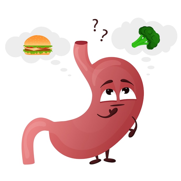 Vector cartoon cute stomach character concept choosing healthy food internal organ human vector illustration