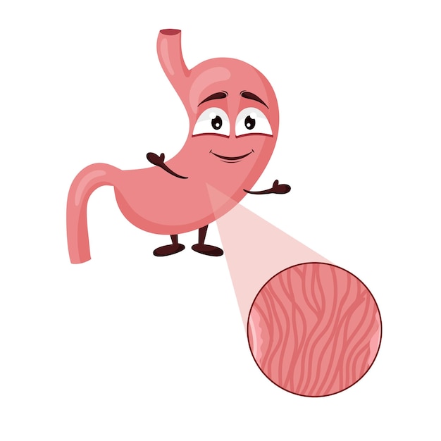 Cartoon cute stomach character Concept healthy internal organ Vector illustration