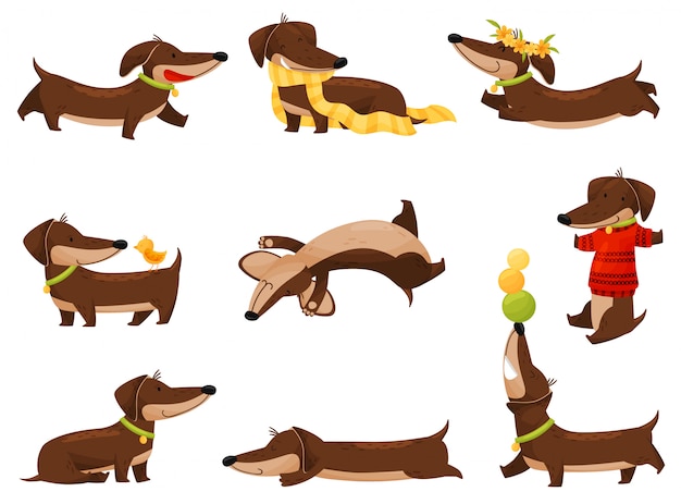 Vector cartoon dachshunds on white background.  illustration.