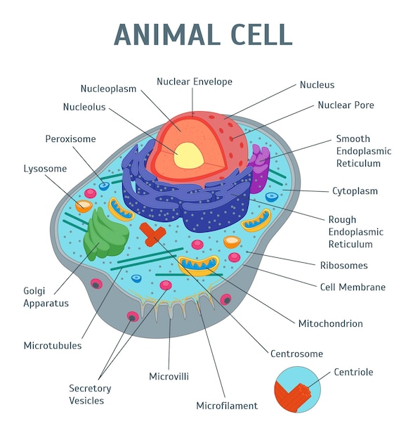 Cartoon dierlijke cel anatomie banner kaart poster vector
