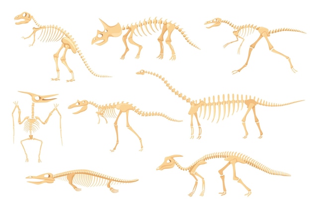 Vector cartoon dinosaur skeletons, dinosaurs prehistoric bone fossils. triceratops, pterodactyl, tyrannosaurus, ancient skeleton for museum vector set. dino creatures or monster for exhibitions