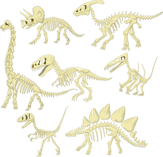 Cartoon dinosaurs skeleton collection set