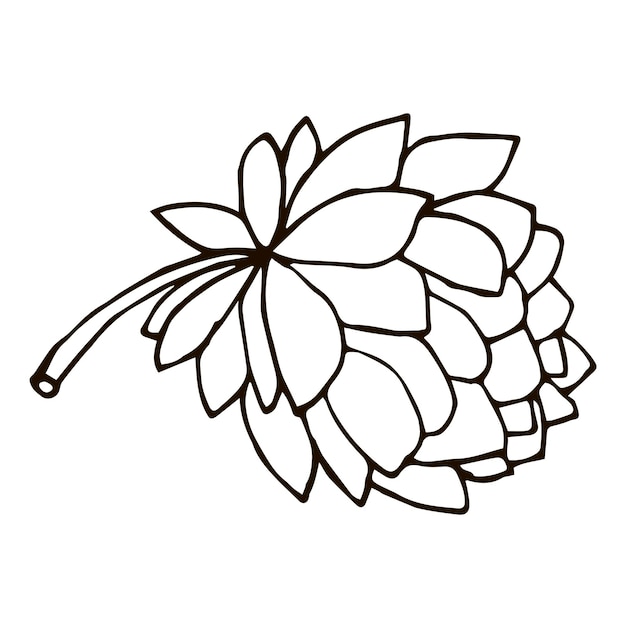 Мультфильм каракули пион цветок, изолированные на белом фоне