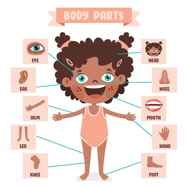 Vector cartoon drawing of human body parts