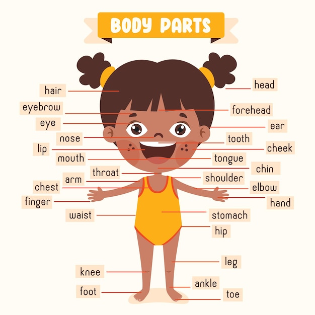 Cartoon Drawing Of Human Body Parts