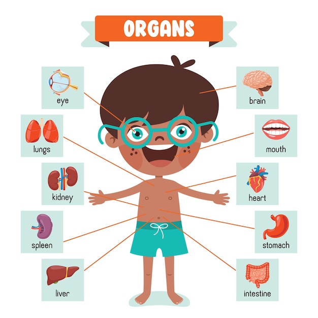 Vector cartoon drawing of human organs