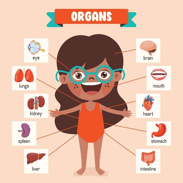 Cartoon Drawing Of Human Organs