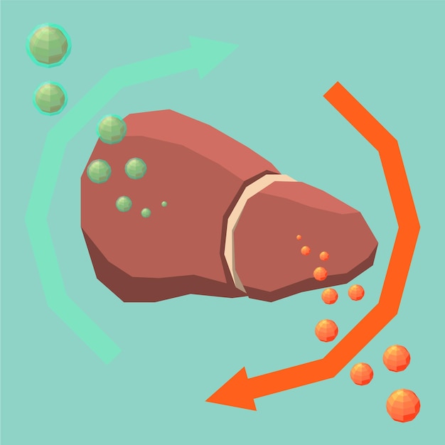 A cartoon drawing of a liver with the words liver on it