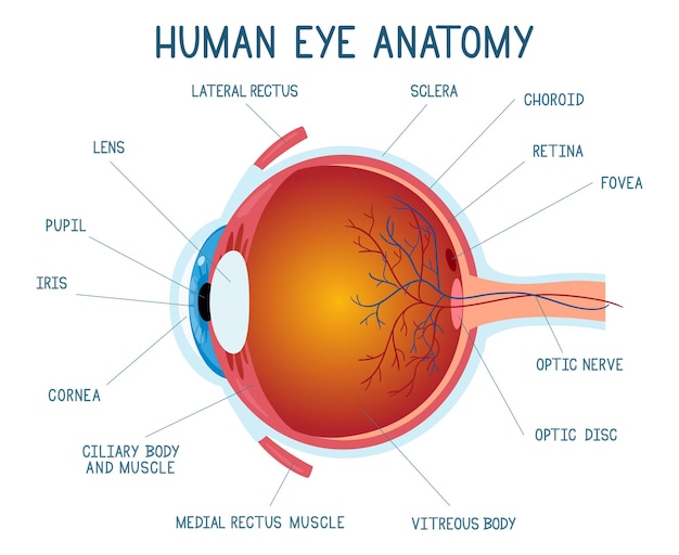 Cartoon eye anatomy scheme. human eye ball illustration