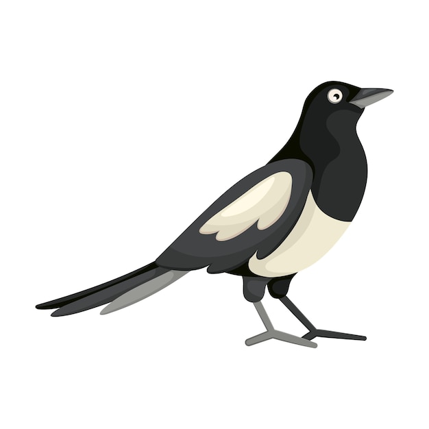 Cartoon flat illustration of black and white magpie bird