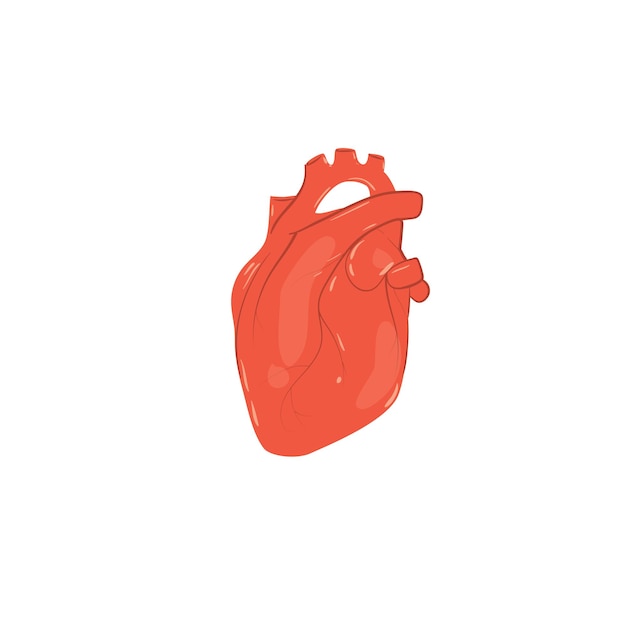 Cartoon flat person heart isolated on empty background-health care,human anatomy internal organ diagnostics,medical treatment and therapy,educational material concept,web site banner ad design