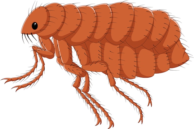 Vector cartoon flea isolated on white background