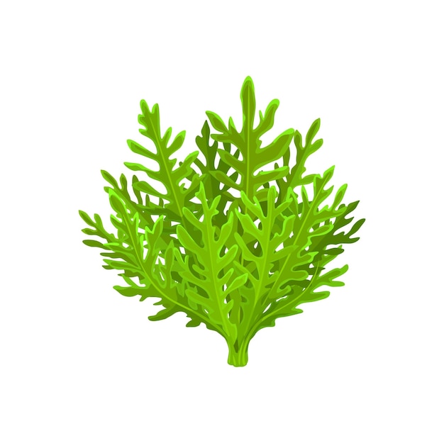 Cartoon frisee salad vegetable leaf lettuce food for salad cooking isolated vector Green vegetarian salad and vegan cuisine leafy food ingredient frisee salad for healthy diet and natural food