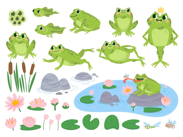 Cartoon frogs. Green cute frog, egg masses, tadpole and froglet. Aquatic plants water lily leaf, toads wild nature life vector set. Reed and flowers. Character on pond catching insect