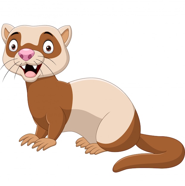 Cartoon funny ferret isolated on the white