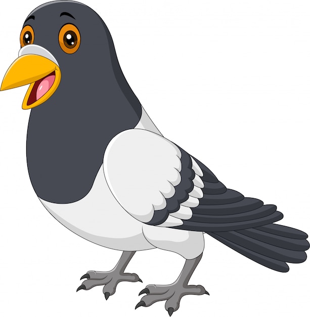 흰색 배경에 고립 된 만화 재미 비둘기