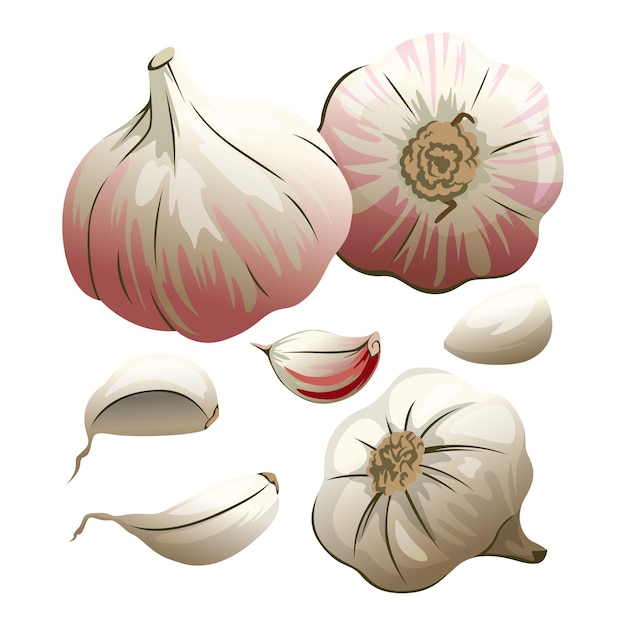 Vector cartoon garlic set vector illustration