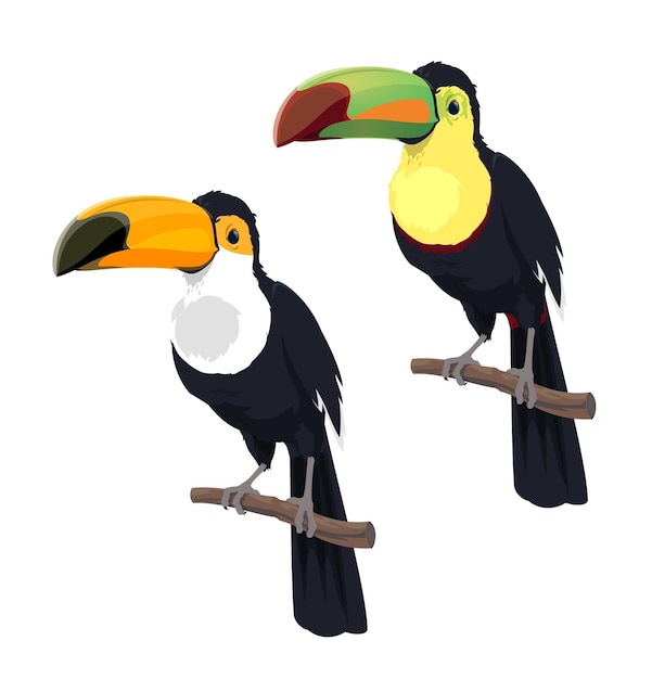 Vector cartoon geïsoleerde mexicaanse regenwoud toekanvogels