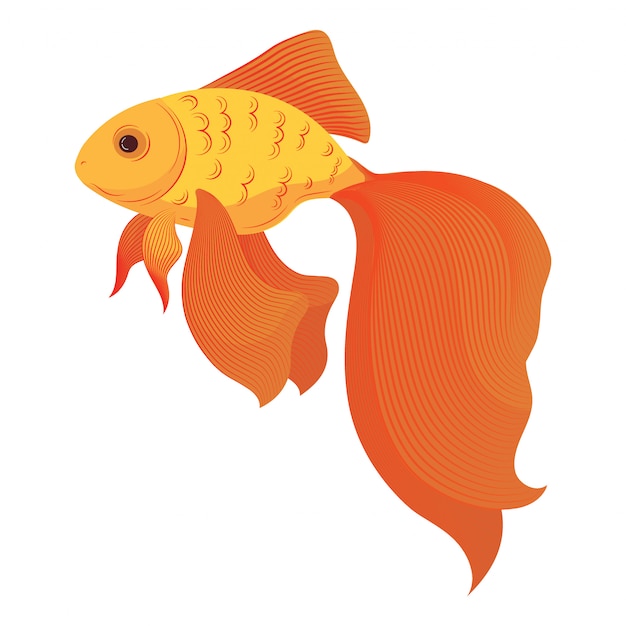 Vector a cartoon goldfish. stylized goldfish. aquarium fish.  illusration.