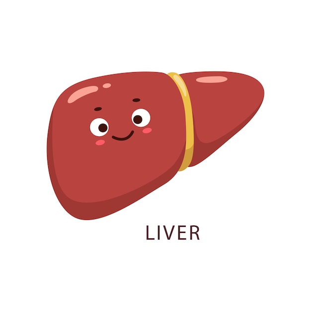 Cartoon healthy liver human body organ character