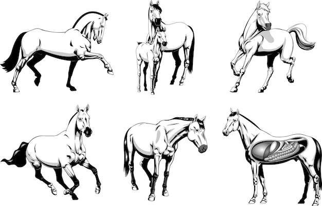 Cartoon Horses Different Poses In Gray Colors. Vector Hand Drawn Collection Set