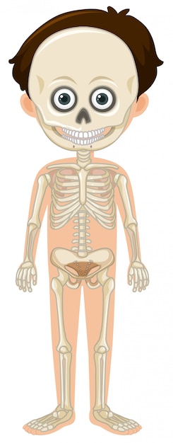 Un cartone animato di anatomia umana