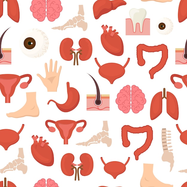 Cartoon Human Internal Organs Background Pattern on a White Medicine Anatomy Flat Style Design for Web Vector illustration