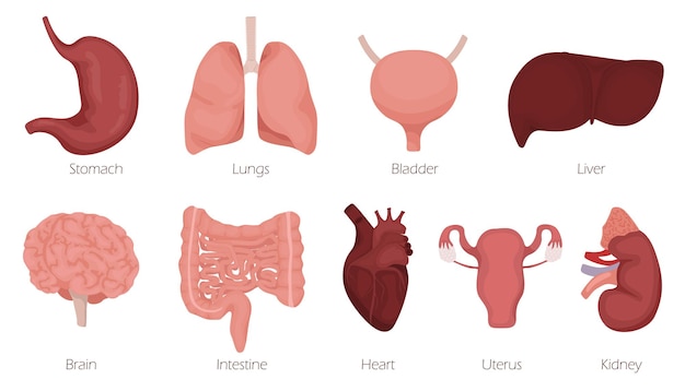 벡터 뇌 폐 창자 심장 신장 간 및 위장으로 설정된 만화 인간 장기 기관 문자