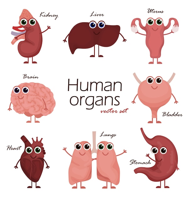 Cartoon human organs organ character set with brain lung intestine heart kidney liver and stomach ma
