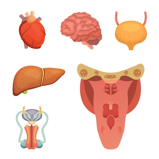 Vector cartoon human organs set anatomy of body illustrations