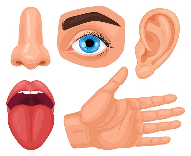Cartoon human sensory organs. anatomy human senses, skin touch, hearing, eyes vision, taste tongue and nose smell set