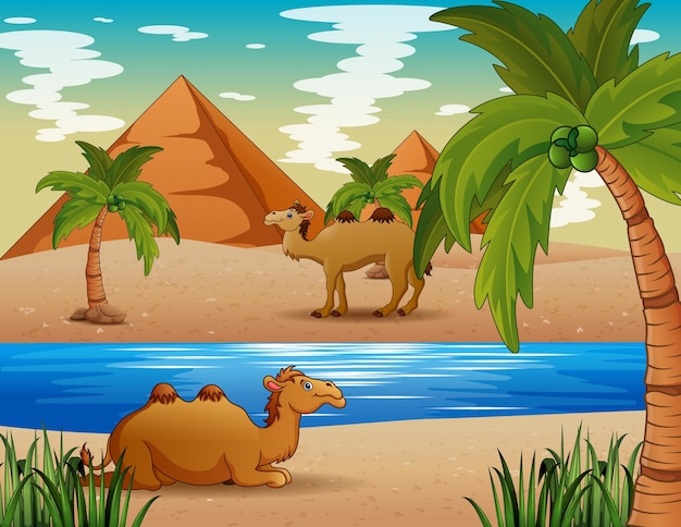 Карикатура иллюстрации верблюдов, живущих в пустыне
