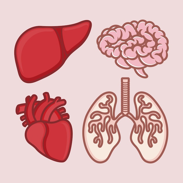 ベクトル 漫画イラスト、心臓、肝臓、脳、肺