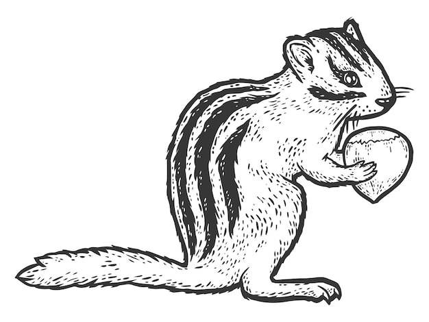 Vector a cartoon image of a squirrel eating a nut.