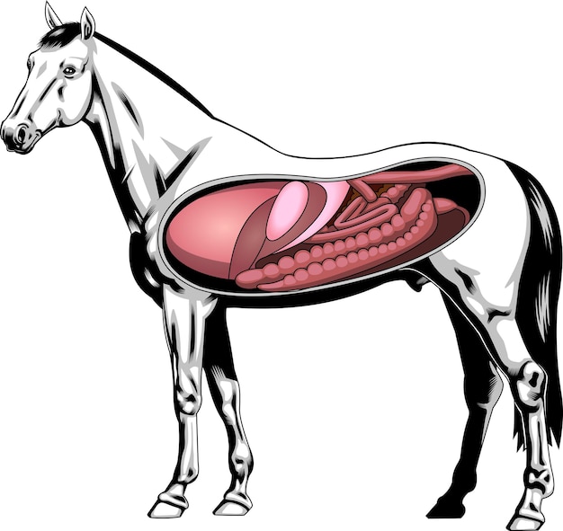 Cartoon interne anatomie van een paard. vector handgetekende illustratie