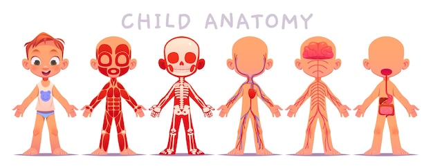 Vettore collezione di anatomia dei bambini dei cartoni animati