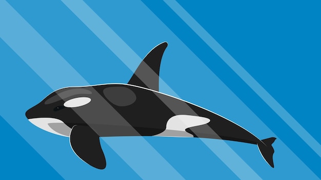 Vector cartoon killer whale swims underwater in the rays from the sun