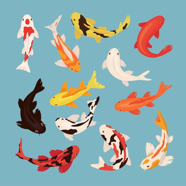 cartoon koi carps illustrations set