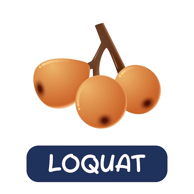 Cartoon loquat fruit vector geïsoleerd op witte achtergrond