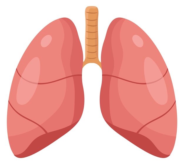 Vector cartoon lungs human health illustration respiratory organ isolated on white background