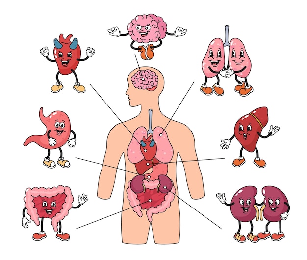 Vector cartoon menselijk lichaam organen mascottes anatomie poster met hersenen, longen en hart tekens vector illustratie set anatomie biologie lichaam gezondheid menselijke illustratie